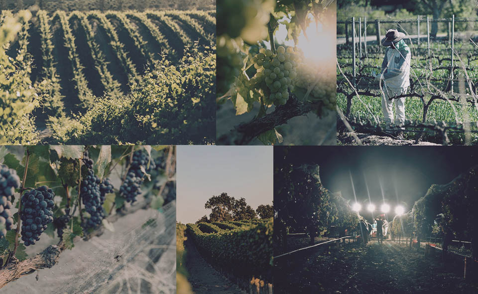 Andrew Murray Vineyards image collage