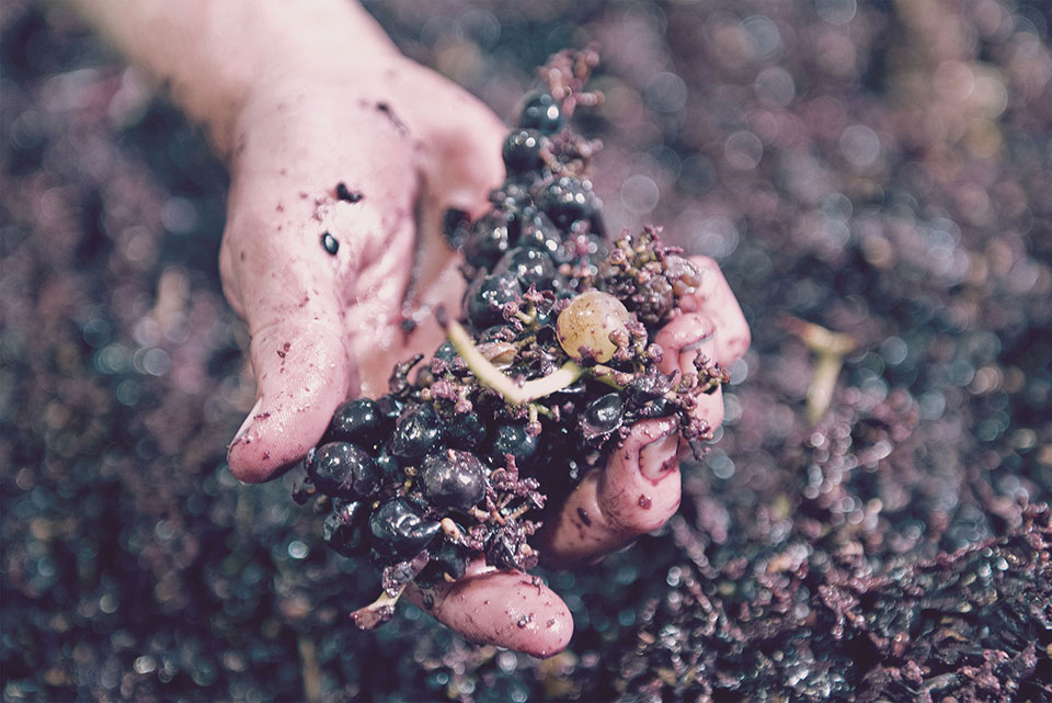 Harvested Grapes at Andrew Murray Vineyards