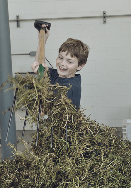 Callum working in the vineyard