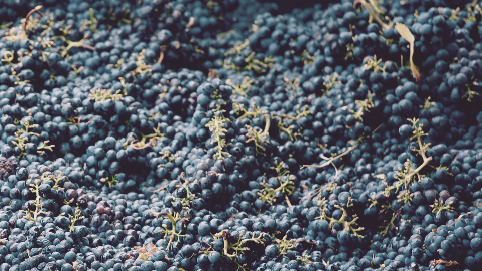 Andrew Murray Grapes