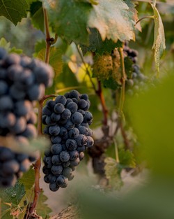 Andrew Murray Grapes