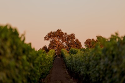 Sunset at Andrew Murray Vineyards