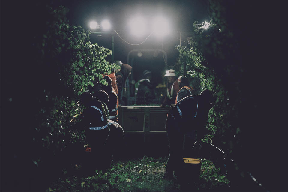 Night harvest at Andrew Murray Vineyards