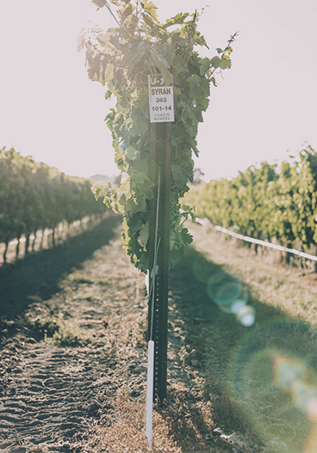 Andrew Murray Vineyard