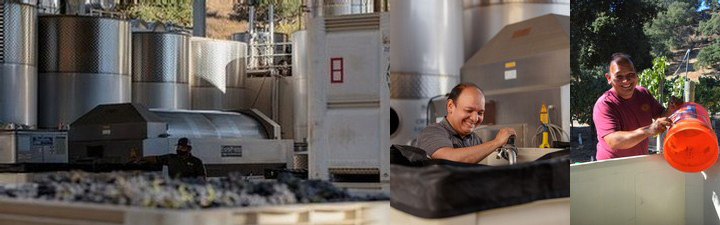 Winemaking image collage